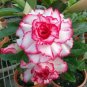 Small 'Carnation' Typed Adenium Obesum Desert Rose 4 Seeds
