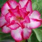Small 'Carnation' Typed Adenium Obesum Desert Rose 4 Seeds