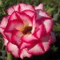 Small 'Carnation' Typed Adenium Obesum Desert Rose 4 Seeds