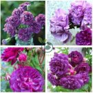 The Rarest Dianthus 'Purple Rain' Carnation Flower  100 Seeds