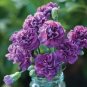 The Rarest Dianthus 'Purple Rain' Carnation Flower 100 Seeds
