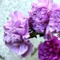 The Rarest Dianthus 'Purple Rain' Carnation Flower 100 Seeds