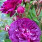 The Rarest Dianthus 'Purple Rain' Carnation Flower 100 Seeds