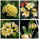 Clivia Seeds - Milky Yellowish White Colors  200 Seeds