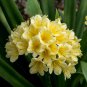 Clivia Seeds - Milky Yellowish White Colors 200 Seeds