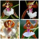 Japanese Monkey Face Orchid Flower   400 Seeds