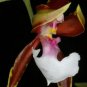 Japanese Monkey Face Orchid Flower 400 Seeds
