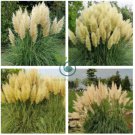Pampas Grass   Orangish Yellow Ornamental Plants 400 Seeds
