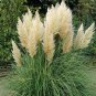 Pampas Grass Orangish Yellow Ornamental Plants 400 Seeds