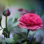 Rare Ranunculus Asiaticus 200 Seeds