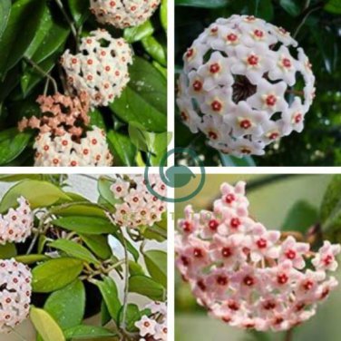Green Hoya Bonsai Potted Plantas Hoya Carnosa Flower Flores 200 Seeds