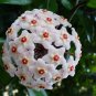Green Hoya Bonsai Potted Plantas Hoya Carnosa Flower Flores 200 Seeds
