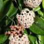 Green Hoya Bonsai Potted Plantas Hoya Carnosa Flower Flores 200 Seeds
