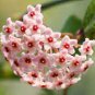 Green Hoya Bonsai Potted Plantas Hoya Carnosa Flower Flores 200 Seeds