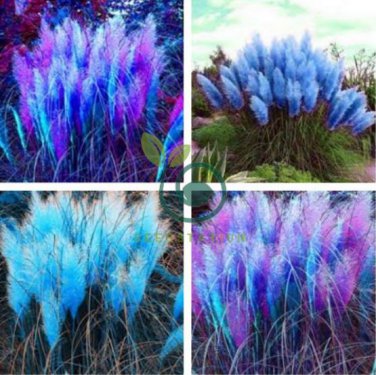 pampas grass 800 Seeds