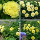 'Qiu Huang' Ball-typed Yellow Peony Flowers 20 Seeds