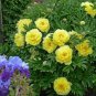 'Qiu Huang' Ball-typed Yellow Peony Flowers 200 Seeds