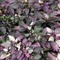 Purple Flash Ornamental Pepper 200 Seeds