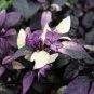 Purple Flash Ornamental Pepper 200 Seeds
