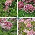 white shower tree cassia bakeriana stunning apple blossom 60 Seeds