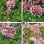 white shower tree cassia bakeriana stunning apple blossom 60 Seeds