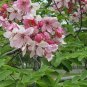 white shower tree cassia bakeriana stunning apple blossom 60 Seeds