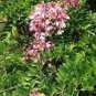 white shower tree cassia bakeriana stunning apple blossom 60 Seeds