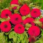 Thail Import Fiery Teddy Bear Sunflower Flower 40 Seeds