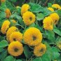 Thail Import Fiery Teddy Bear Sunflower Flower 40 Seeds