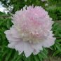 'Caifeng' Pinkish White Peony 10 Seeds