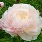 'Caifeng' Pinkish White Peony 10 Seeds
