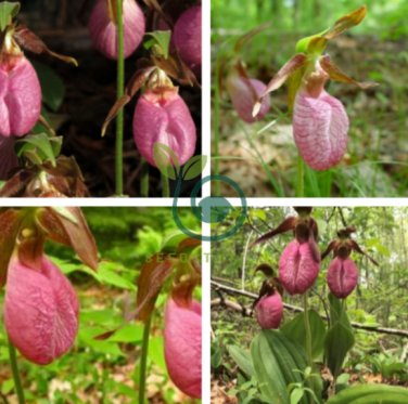 Pink Lady's Slipper Moccasin Flower (Cypripedium acaule) Orchid 200 Seeds
