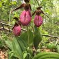 Pink Lady's Slipper Moccasin Flower (Cypripedium acaule) Orchid 200 Seeds