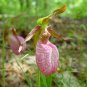 Pink Lady's Slipper Moccasin Flower (Cypripedium acaule) Orchid 200 Seeds