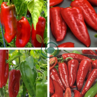 Giant Marconi Hybrid Sweet Pepper 200 Seeds