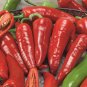 Giant Marconi Hybrid Sweet Pepper 200 Seeds