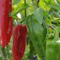Giant Marconi Hybrid Sweet Pepper 200 Seeds