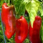 Giant Marconi Hybrid Sweet Pepper 200 Seeds
