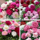 Peony Mixed 6 Types Shrub Flower 10 Seeds