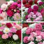 Peony Mixed 6 Types Shrub Flower 10 Seeds