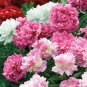 Peony Mixed 6 Types Shrub Flower 10 Seeds