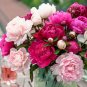 Peony Mixed 6 Types Shrub Flower 10 Seeds