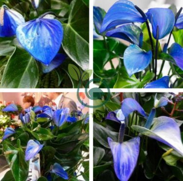 Blue Anthurium Andraeanum 200 Seeds