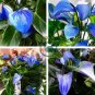 Blue Anthurium Andraeanum 200 Seeds