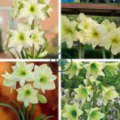 Amaryllis Bonsai Hippeastrum Flower 200 Seeds