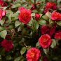 Camellia Flores Potted Plants Garden Flower 200 Seeds