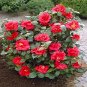 Camellia Flores Potted Plants Garden Flower 200 Seeds