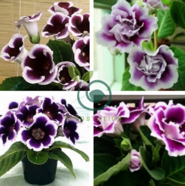 Sinningia Gloxinia Flower Bonsai 200 Seeds