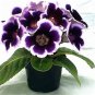 Sinningia Gloxinia Flower Bonsai 200 Seeds