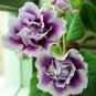 Sinningia Gloxinia Flower Bonsai 200 Seeds